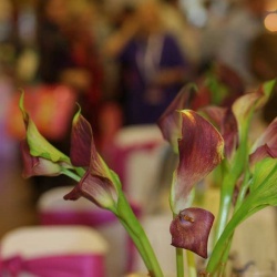 Wedding Day EXPO 2015/2-